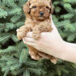 Pippa-female-Poodle-puppy-for-sale-5