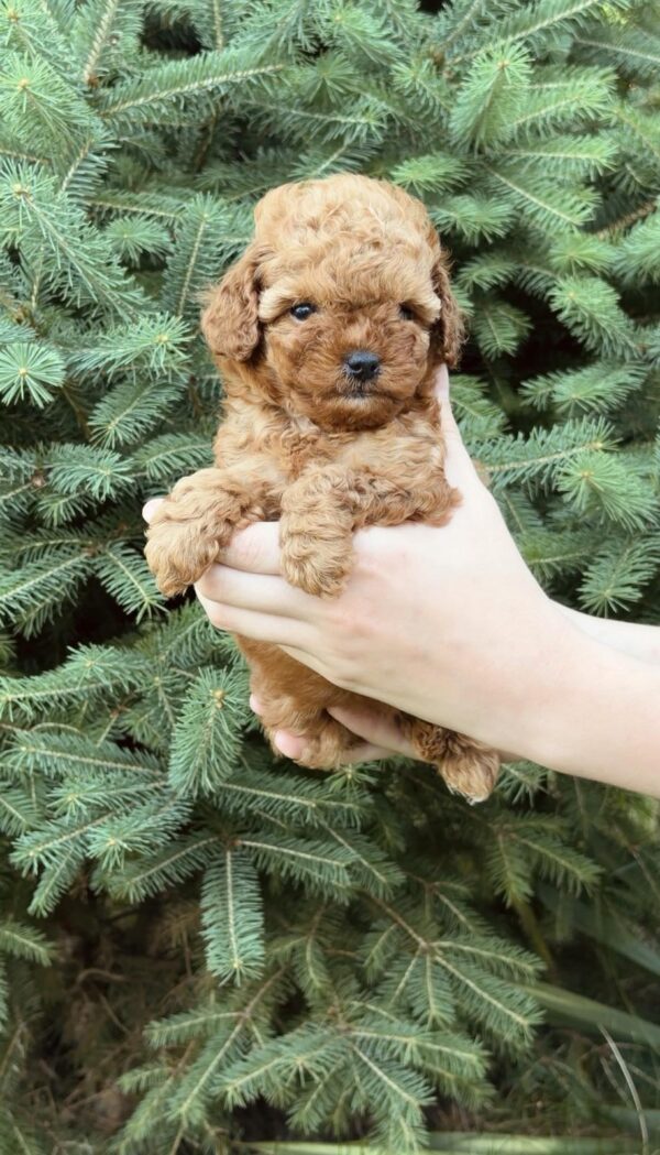 Pippa Toy Poodle Pippa Toy Poodle