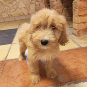 Pippin Goldendoodle Pippin Goldendoodle