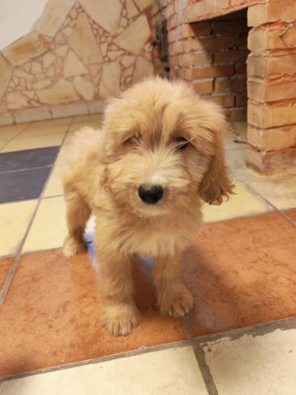 Pippin Goldendoodle Pippin Goldendoodle