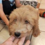 Pippin-male-Goldendoodle-puppy-for-sale (2)