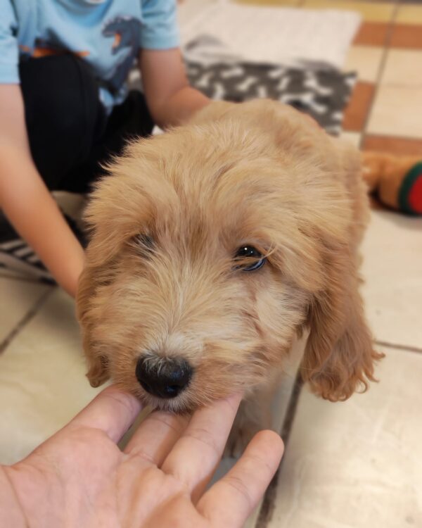 Pippin Goldendoodle Pippin Goldendoodle