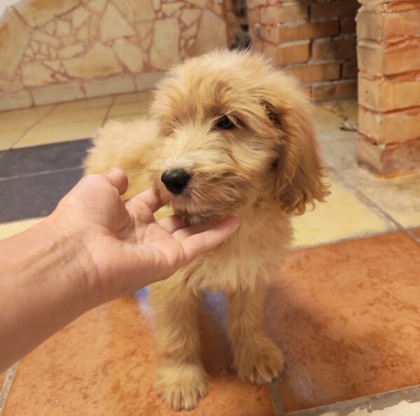 Pippin Goldendoodle Pippin Goldendoodle
