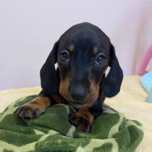 Pluto Miniature Dachshund Pluto Miniature Dachshund