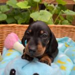 Pluto-male-miniature-dachshund-puppy-for-sale- (1)