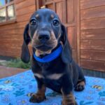 Pluto-male-miniature-dachshund-puppy-for-sale- (1)