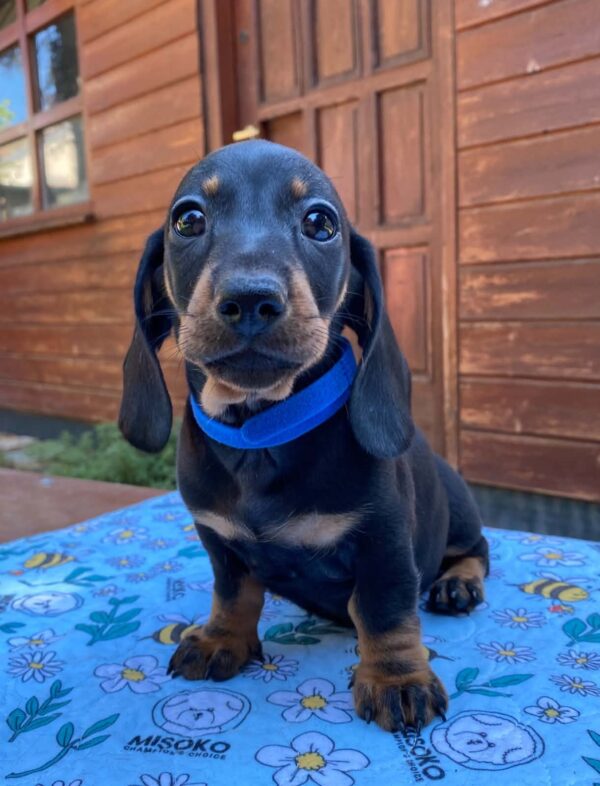 Pluto Miniature Dachshund Pluto Miniature Dachshund