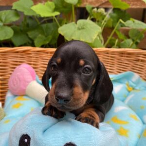 Pluto Miniature Dachshund Pluto Miniature Dachshund