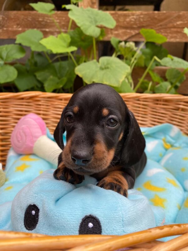 Pluto Miniature Dachshund Pluto Miniature Dachshund