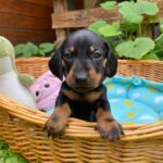 Pluto-male-miniature-dachshund-puppy-for-sale- (2)