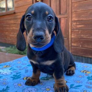 Pluto Miniature Dachshund Pluto Miniature Dachshund