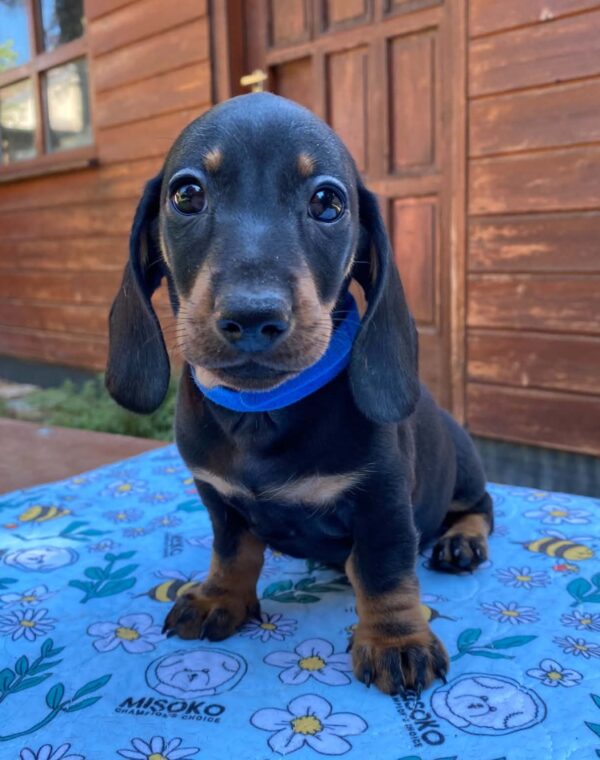 Pluto Miniature Dachshund Pluto Miniature Dachshund
