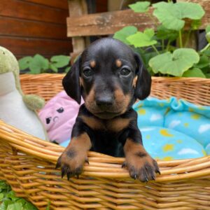 Pluto Miniature Dachshund Pluto Miniature Dachshund
