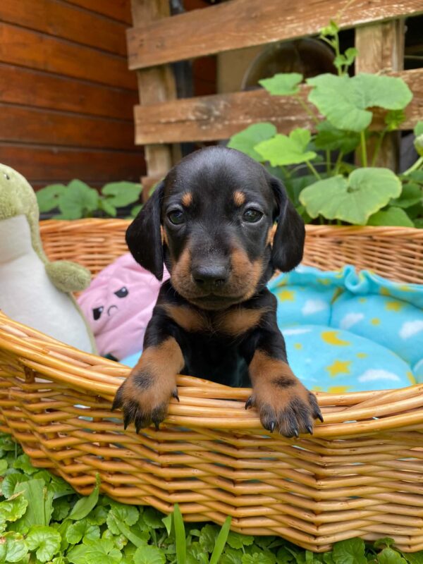 Pluto Miniature Dachshund Pluto Miniature Dachshund