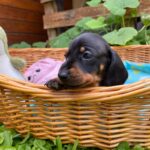 Pluto-male-miniature-dachshund-puppy-for-sale- (3)