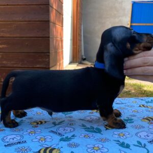 Pluto Miniature Dachshund Pluto Miniature Dachshund