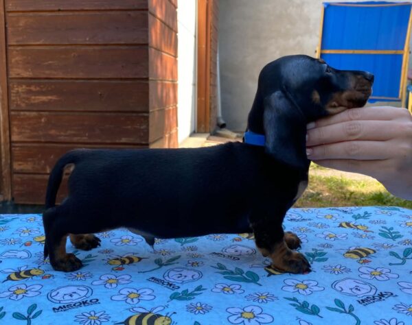 Pluto Miniature Dachshund Pluto Miniature Dachshund