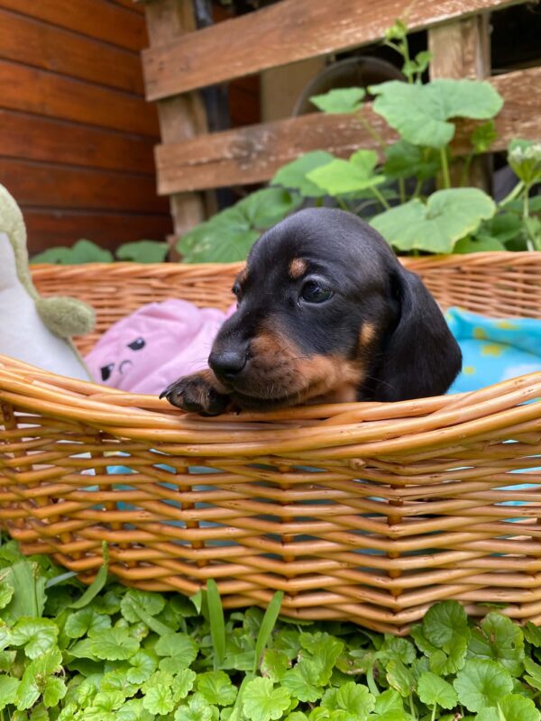 Pluto Miniature Dachshund Pluto Miniature Dachshund