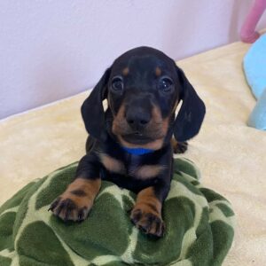 Pluto Miniature Dachshund Pluto Miniature Dachshund