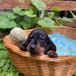 Pluto-male-miniature-dachshund-puppy-for-sale- (4)