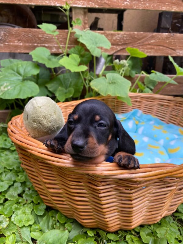 Pluto Miniature Dachshund Pluto Miniature Dachshund