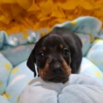 Pluto-male-mniniature-dachshund-puppy-for-sale-
