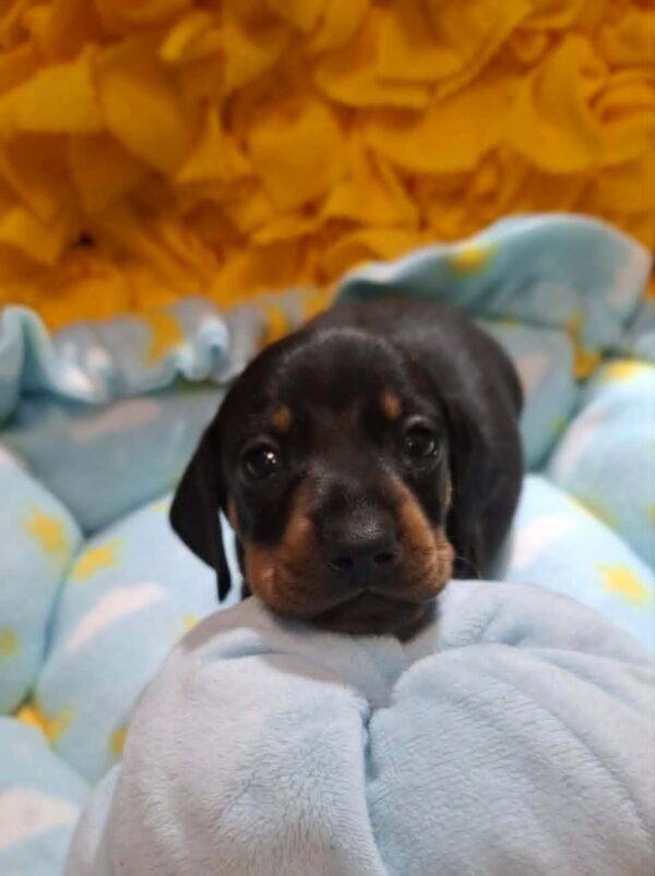 Pluto Miniature Dachshund Pluto Miniature Dachshund