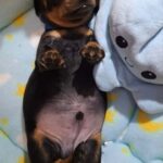 Pluto-male-mniniature-dachshund-puppy-for-sale-2