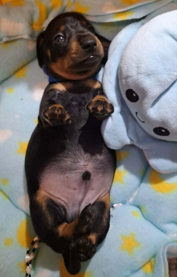 Pluto Miniature Dachshund Pluto Miniature Dachshund
