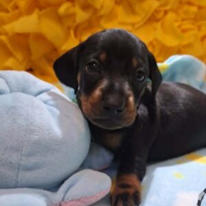 Pluto Miniature Dachshund Pluto Miniature Dachshund