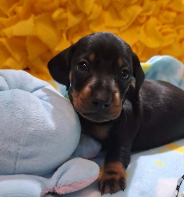 Pluto Miniature Dachshund Pluto Miniature Dachshund