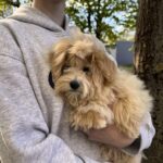 Pollaris-male-Maltipoo-puppy-for-sale-1