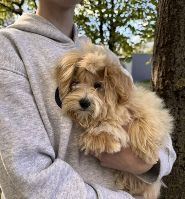 Pollaris Maltipoo Pollaris Maltipoo
