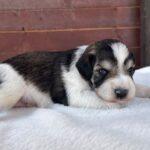 Porter-male-miniature-schnauzer-puppy-for-sale- (1)