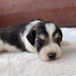 Porter-male-miniature-schnauzer-puppy-for-sale- (2)