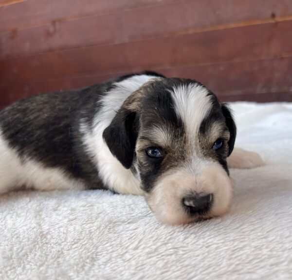 Porter Miniature Schnauzer Porter Miniature Schnauzer