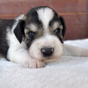Porter Miniature Schnauzer Porter Miniature Schnauzer