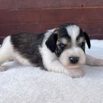 Porter-male-miniature-schnauzer-puppy-for-sale- (4)