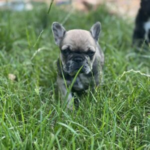 Prestige French Bulldog Prestige French Bulldog