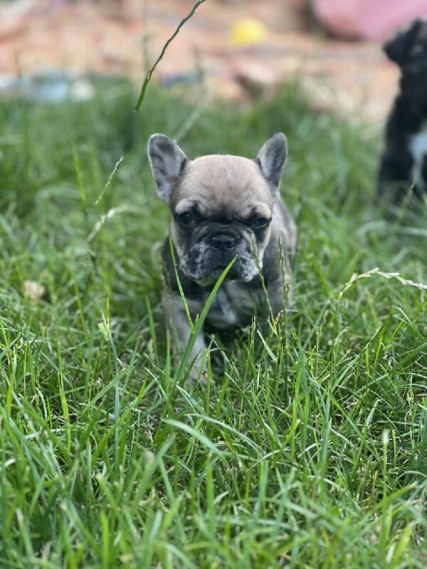 Prestige French Bulldog Prestige French Bulldog