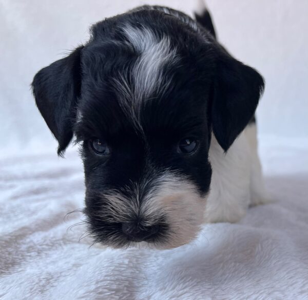 Preston Miniature Schnauzer Preston Miniature Schnauzer