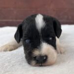 Preston-male-miniature-schnauzer-puppy-for-sale (1)