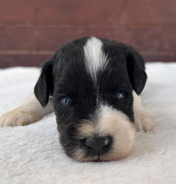 Preston Miniature Schnauzer Preston Miniature Schnauzer