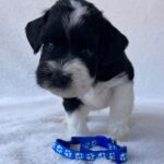 Preston-male-miniature-schnauzer-puppy-for-sale- (2)