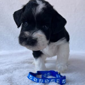 Preston Miniature Schnauzer Preston Miniature Schnauzer
