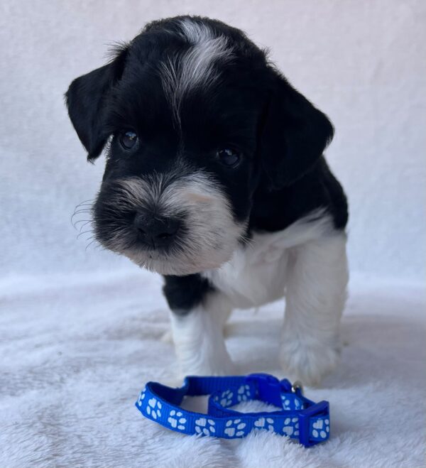 Preston Miniature Schnauzer Preston Miniature Schnauzer