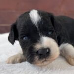 Preston-male-miniature-schnauzer-puppy-for-sale (2)