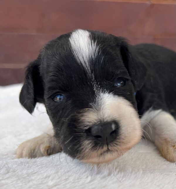 Preston Miniature Schnauzer Preston Miniature Schnauzer