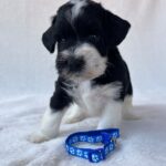 Preston-male-miniature-schnauzer-puppy-for-sale- (3)