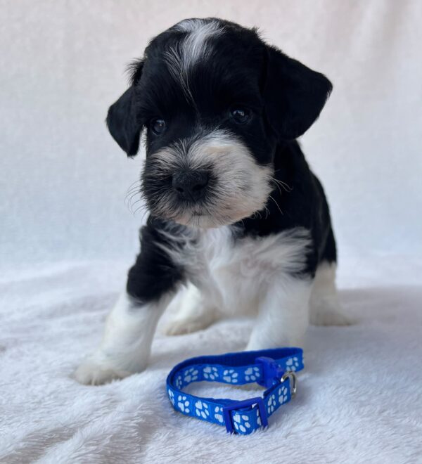 Preston Miniature Schnauzer Preston Miniature Schnauzer